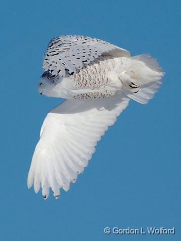 Snowy Owl In Flight_12613.jpg - Snowy Owl (Bubo scandiacus) photographed east of Ottawa, Ontario - the capital of Canada.